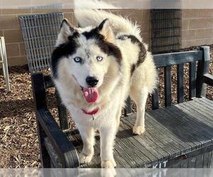 Siberian Husky Dogs for adoption in Orange, CA, USA