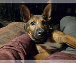 Small #1 German Shepherd Dog
