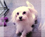Small #1 Maltese Mix