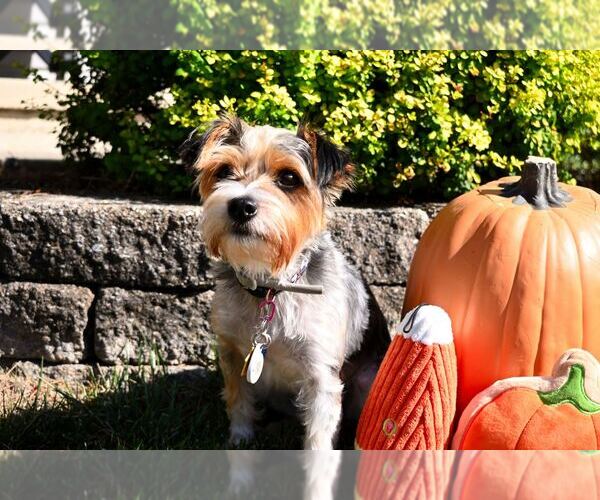 Medium Photo #5 Mutt Puppy For Sale in Allentown,, PA, USA