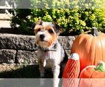 Small #4 Mutt