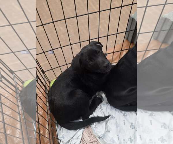 Medium Photo #2 Labrador Retriever-Unknown Mix Puppy For Sale in SHERBURNE, NY, USA