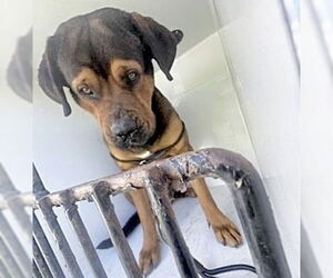 Rottweiler-Unknown Mix Dogs for adoption in Houston, TX, USA