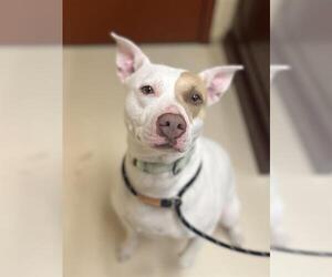 Mutt Dogs for adoption in Center Township, PA, USA