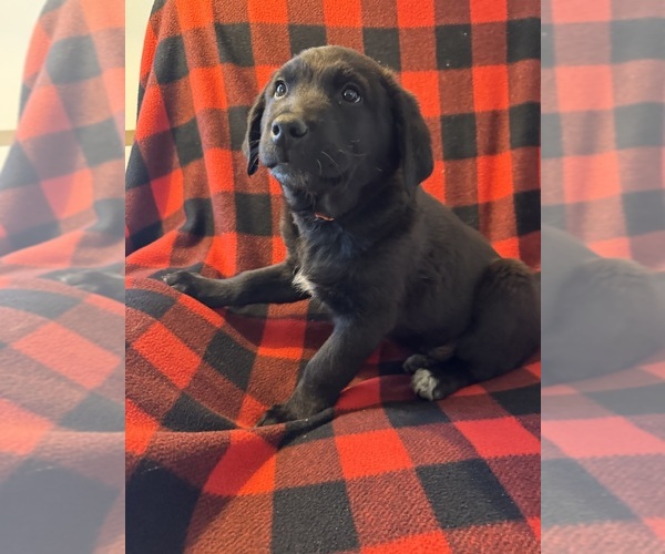 Medium Photo #1 Bernese Mountain Dog-Golden Labrador Mix Puppy For Sale in DAYTON, VA, USA