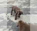 Small #6 Labrador Retriever