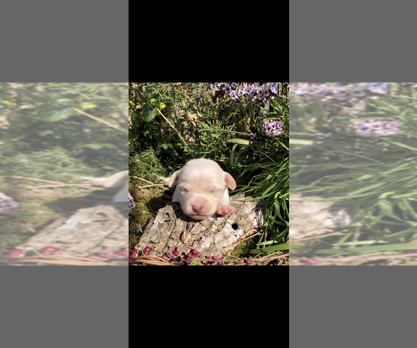 Medium Photo #11 Chihuahua Puppy For Sale in SHERMAN, TX, USA