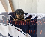 Puppy Blue Rottweiler