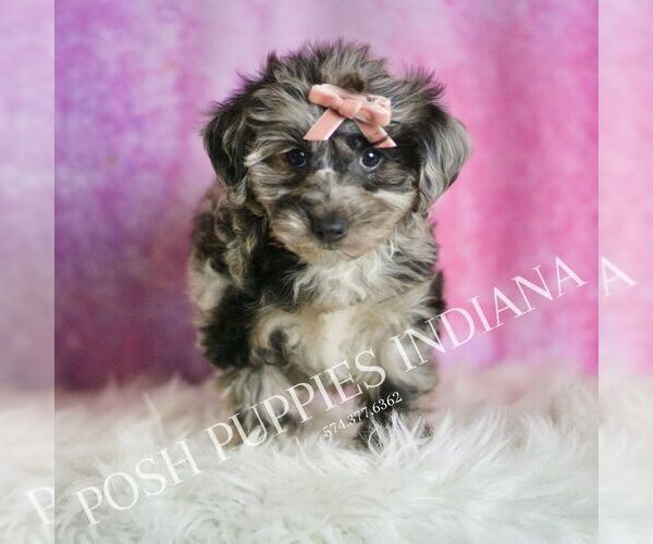 Medium Photo #3 Yorkipoo Puppy For Sale in WARSAW, IN, USA