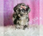 Small #2 Yorkipoo