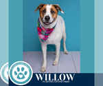 Small #2 Labrador Retriever Mix
