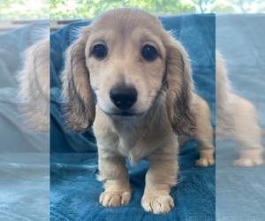 Dachshund Puppy for sale in MEMPHIS, TN, USA