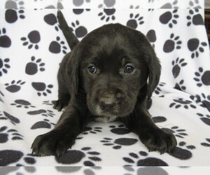 English Springer Spaniel-Unknown Mix Puppy for sale in SHILOH, OH, USA