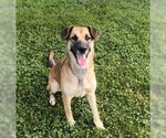 Small #2 German Shepherd Dog Mix