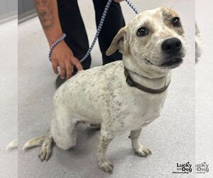 Retriever -Unknown Mix Dogs for adoption in Washington, DC, USA