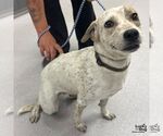 Small Retriever  Mix