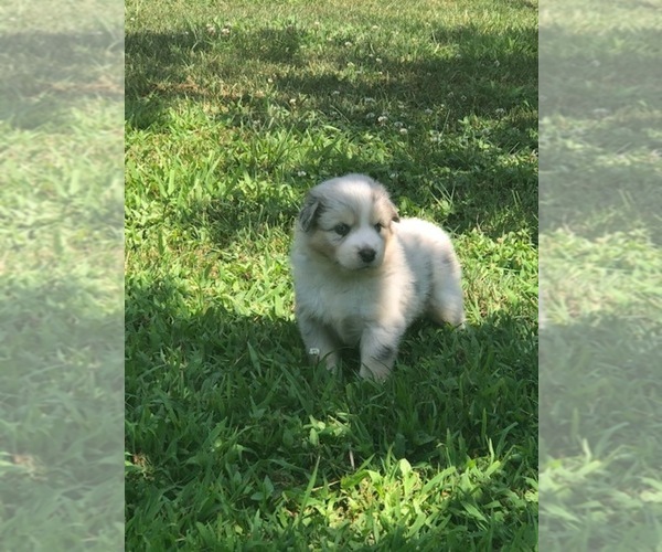 Medium Photo #1 Australian Shepherd Puppy For Sale in LEXINGTON, NC, USA