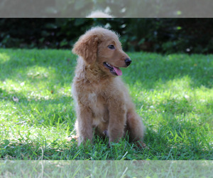Goldendoodle Puppy for Sale in KERNERSVILLE, North Carolina USA