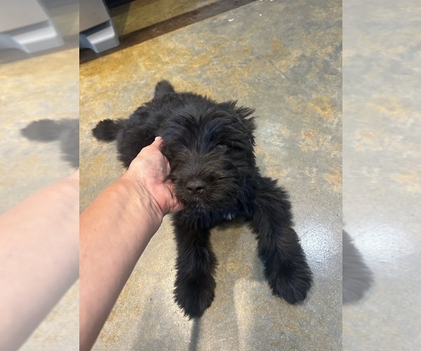 Medium Photo #5 F2 Aussiedoodle Puppy For Sale in BUSH, LA, USA