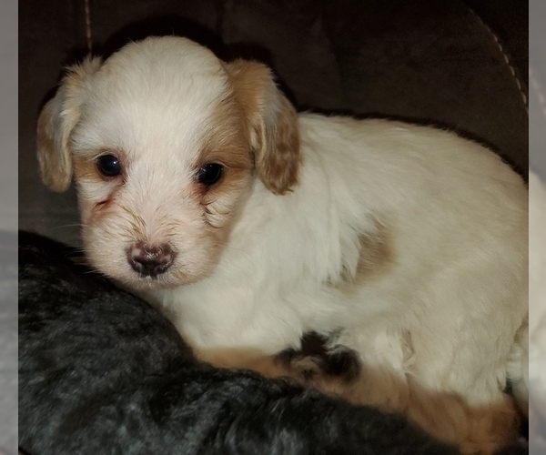 Medium Photo #12 Bernedoodle (Miniature) Puppy For Sale in LEETONIA, OH, USA