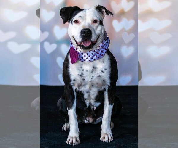 Medium Photo #2 American Pit Bull Terrier-Unknown Mix Puppy For Sale in  Ramona, CA, USA