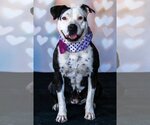 Small #1 American Pit Bull Terrier Mix