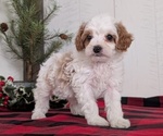 Small Photo #23 Cavapoo (Miniature) Puppy For Sale in GOSHEN, IN, USA