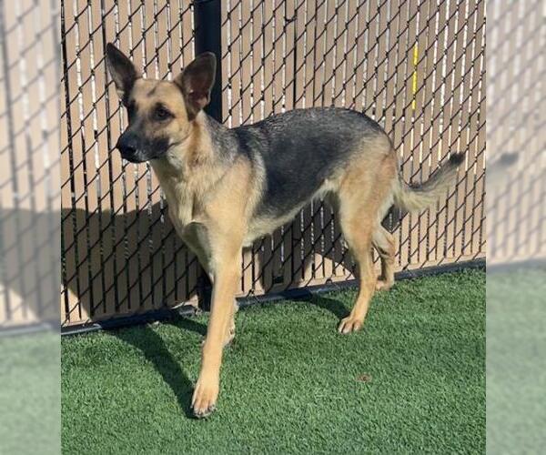 Medium Photo #1 German Shepherd Dog Puppy For Sale in Norco, CA, USA
