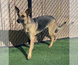 German Shepherd Dog Dogs for adoption in Norco, CA, USA