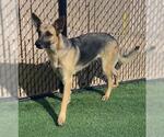 Small German Shepherd Dog