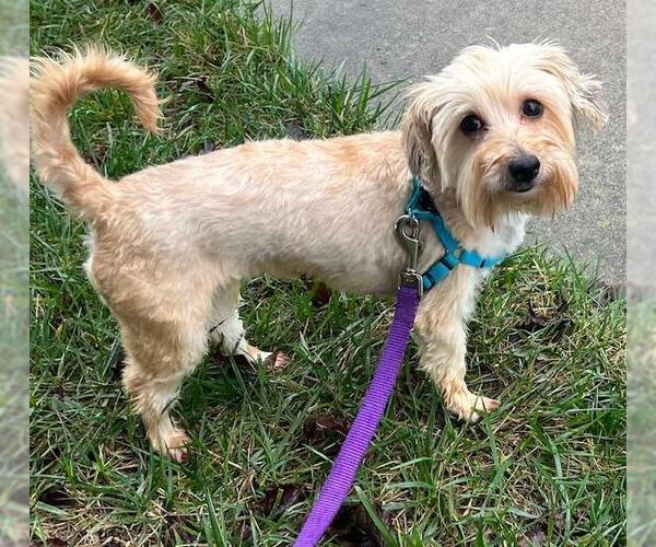 Medium Photo #2 Maltese-Unknown Mix Puppy For Sale in Greensboro, NC, USA