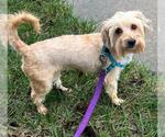 Small #1 Maltese Mix