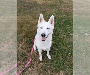 Siberian Husky Dogs for adoption in Bellingham, WA, USA