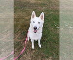 Sai - Male Siberian Husky Dog for Adoption - Small photo