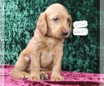 Puppy 3 Labradoodle