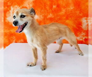 Mutt Dogs for adoption in Pasadena, CA, USA