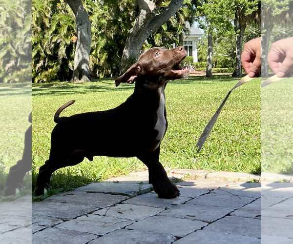 Medium Photo #2 Dachsador Puppy For Sale in Pompano Beach , FL, USA