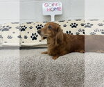 Small #1 Dachshund