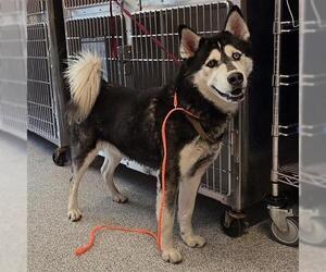 Siberian Husky Dog for Adoption in Houston, Texas USA