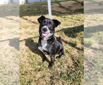 Tahlia - Female Border Collie-Unknown Mix Dog for Adoption - Small photo
