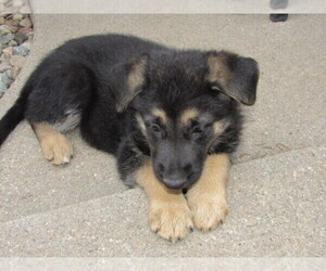 Medium German Shepherd Dog