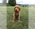 Small Photo #1 Goldendoodle Puppy For Sale in HARRISONBURG, VA, USA