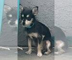 Small #8 Chihuahua Mix