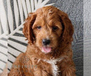 Cock-A-Poo Puppy for sale in GORDONVILLE, PA, USA