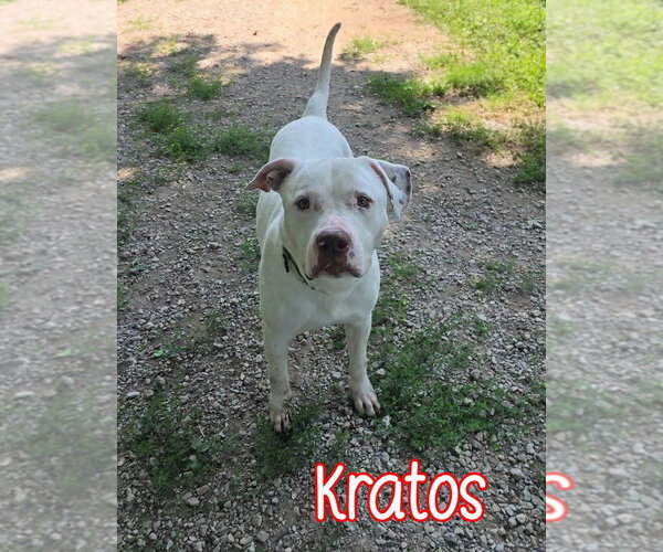 Medium Photo #2 Mutt Puppy For Sale in Port Clinton, OH, USA
