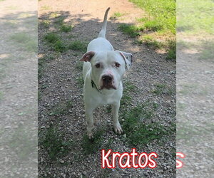 Kratos - Male Mutt Dog for Adoption - Photo #2