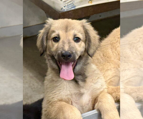 Medium Photo #2 Anatolian Shepherd-Golden Retriever Mix Puppy For Sale in Cave Creek, AZ, USA