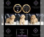 Small #1 Maltipoo