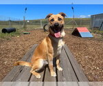 Small #1 Labrador Retriever Mix