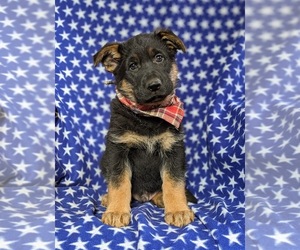 German Shepherd Dog Puppy for sale in GLEN ROCK, PA, USA